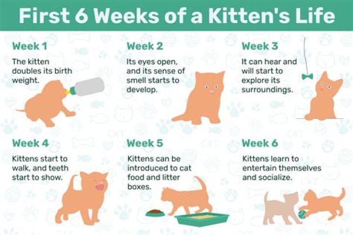 How do you know when kittens are happy?
