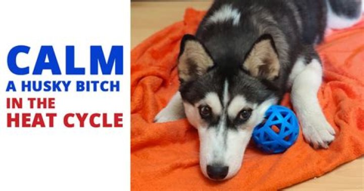 How do you know when your husky is in heat?