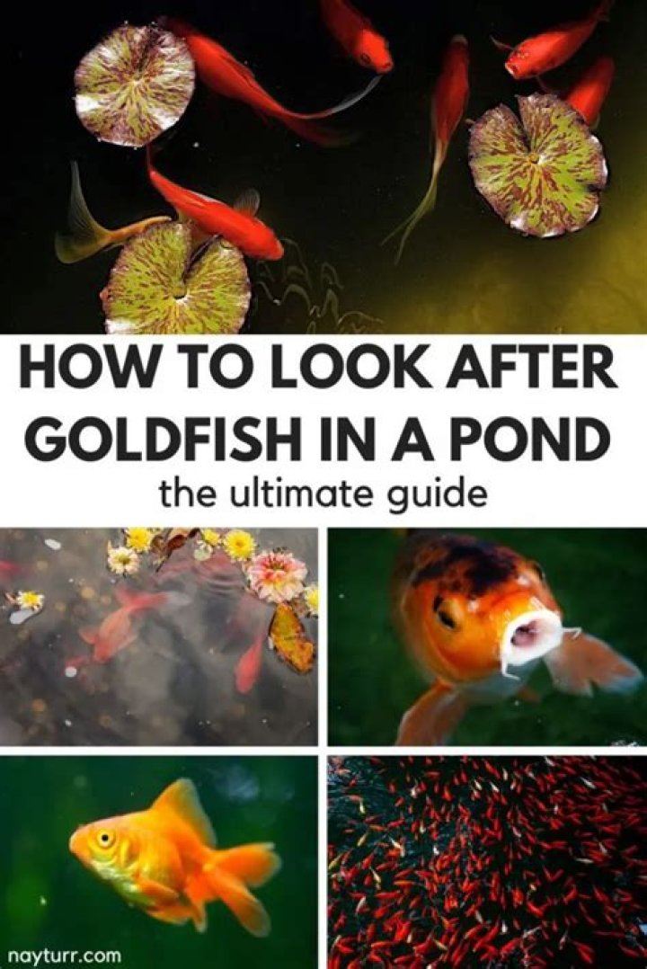 How do you look after goldfish in a pond