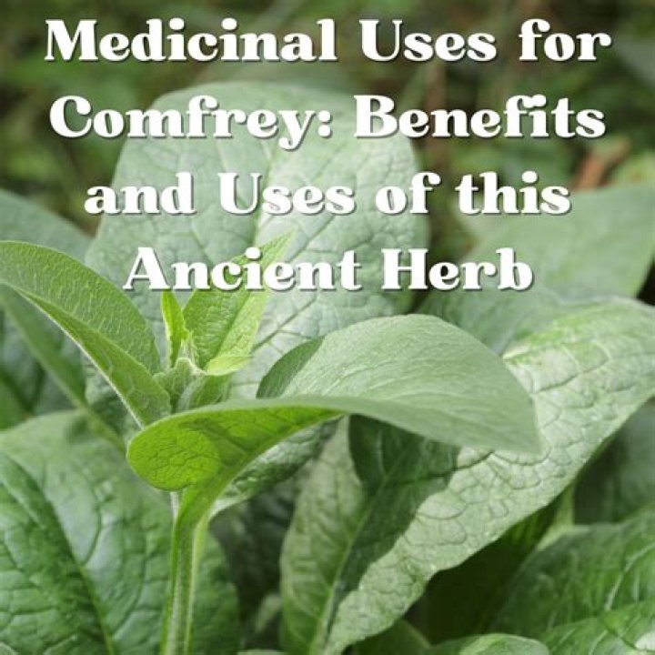 How do you make a poultice out of comfrey leaves?