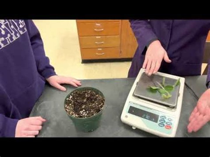How do you measure biomass in plants