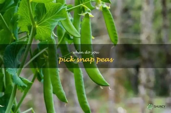 How do you pick sweet peas?