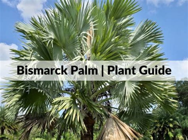 How do you plant a Bismark palm tree?