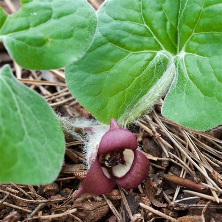 How do you plant Asarum canadense