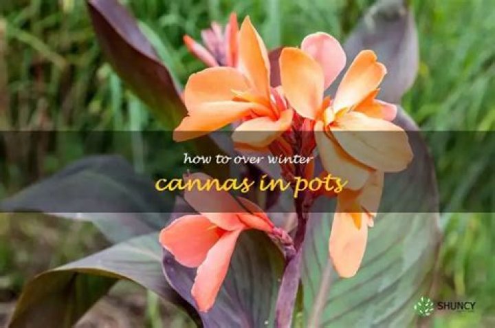 How do you plant cannas?