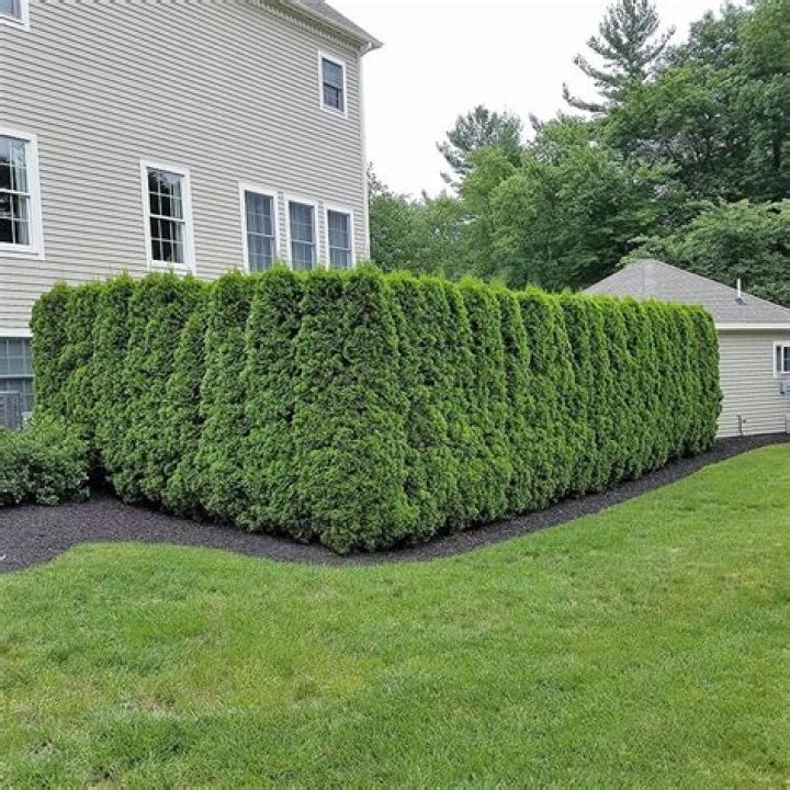 How do you plant emerald green arborvitae for privacy?