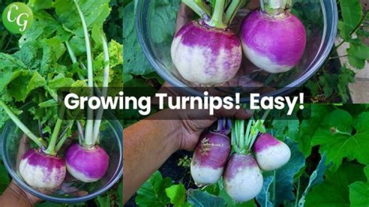 How do you plant purple top turnips for deer