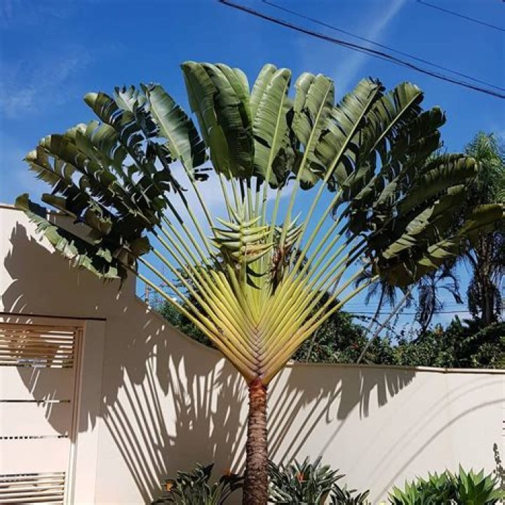 How do you plant ravenala Madagascariensis