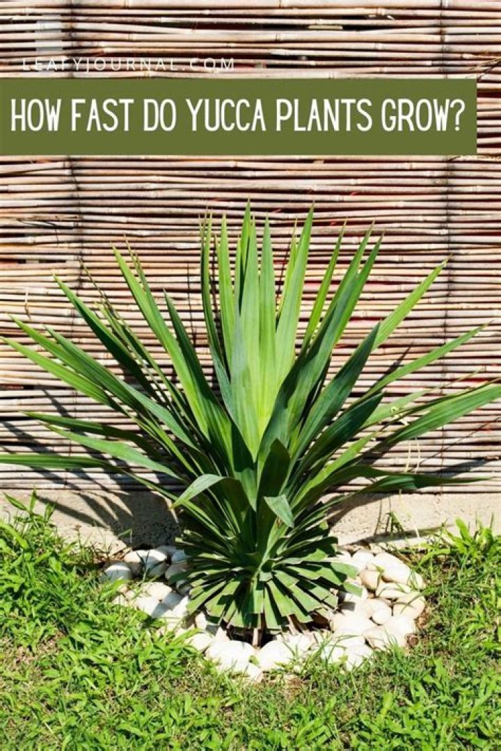 How do you plant yucca seeds