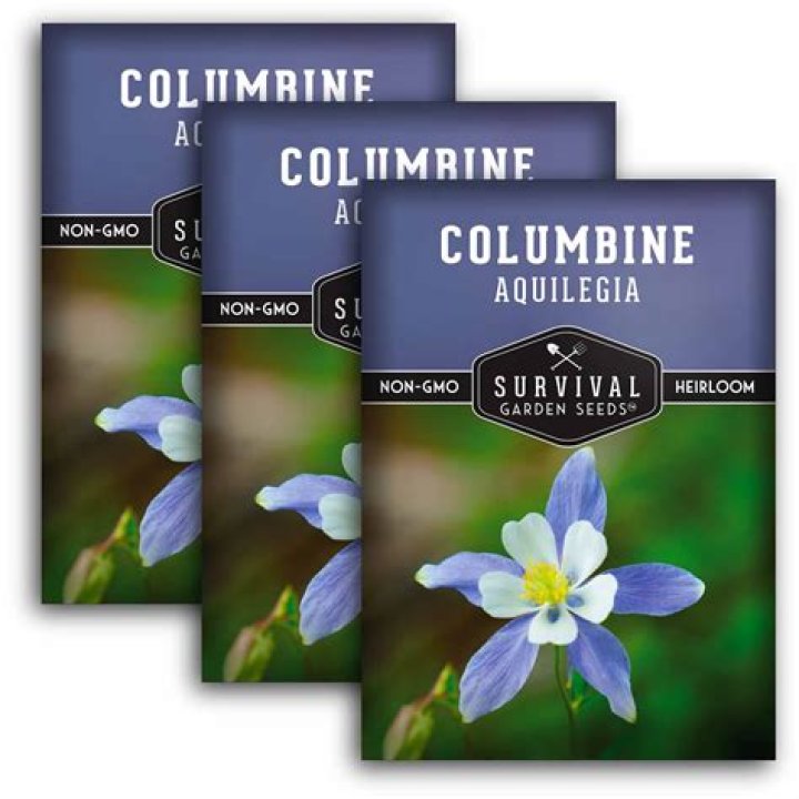 How do you pre chill columbine seeds?