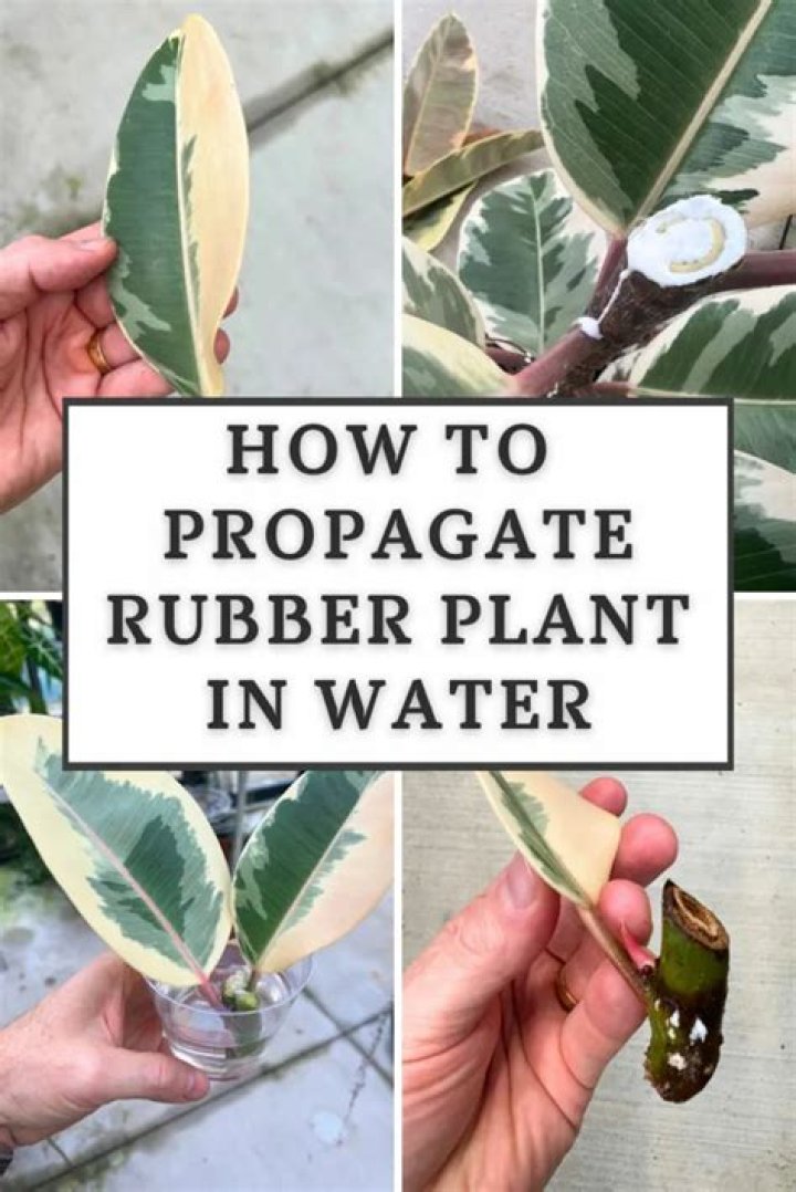 How do you propagate a guava tree