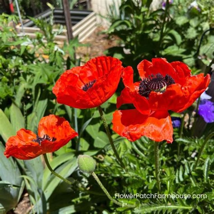 How do you reseed Oriental poppies