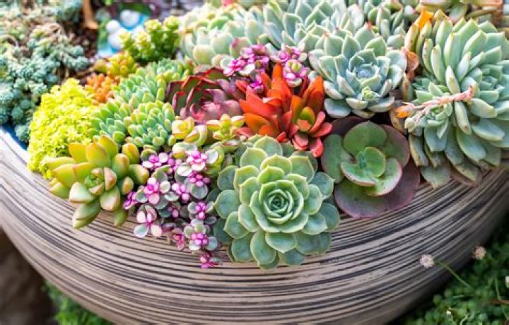 How do you ship succulent arrangements?