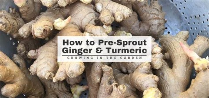 How do you sprout turmeric root?