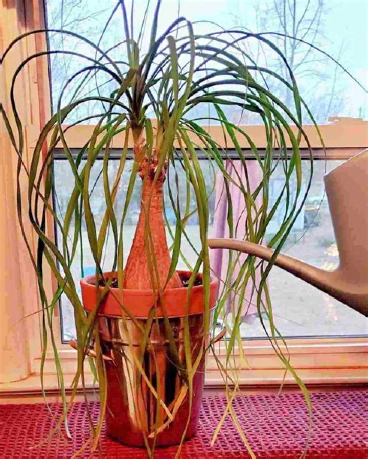 How do you start a ponytail palm