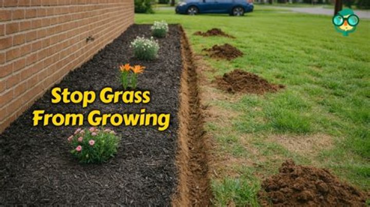 How do you stop grass from going dormant?