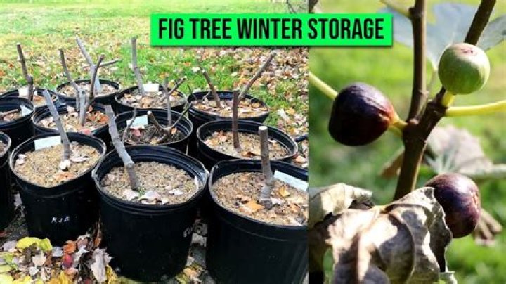 How do you store a fig tree for the winter