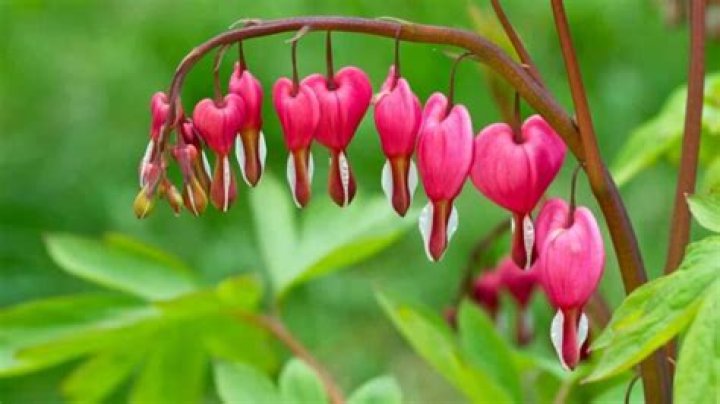 How do you take care of a bleeding heart plant