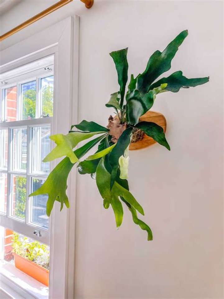 How do you take care of a staghorn fern in the winter