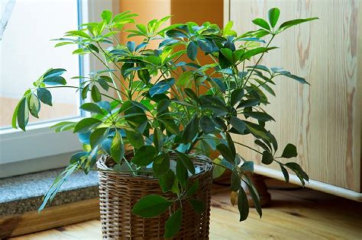 How do you take care of an indoor ivy plant?