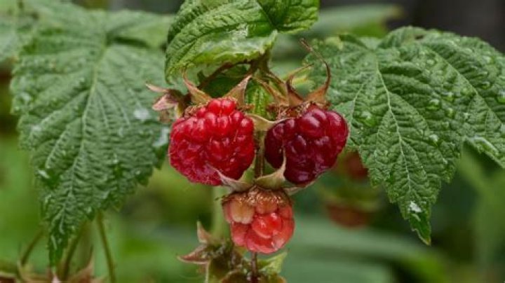 How do you take care of Heritage raspberry plants
