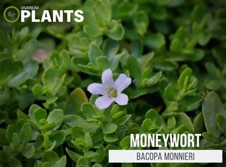 How do you take care of Moneywort?