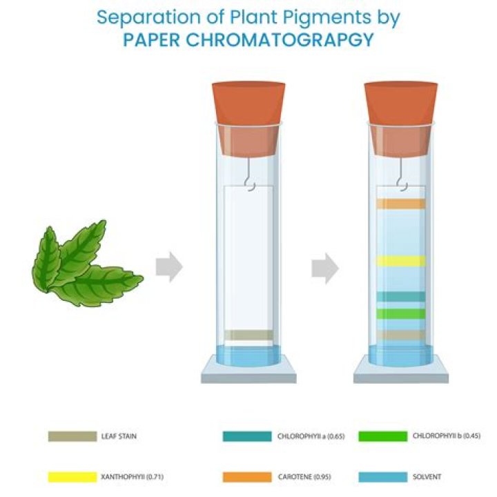 How do you test for pigments in leaves?