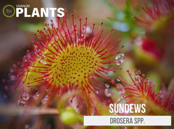 How do you transplant a sundew?