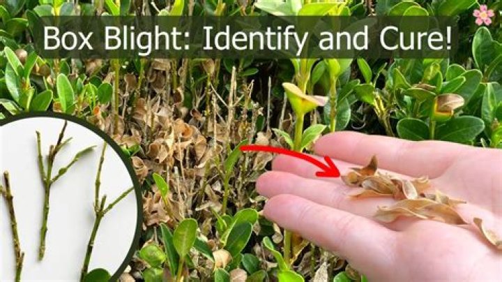 How do you treat box blight