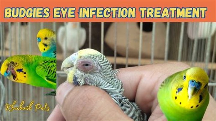 How do you treat crop infection in budgies?