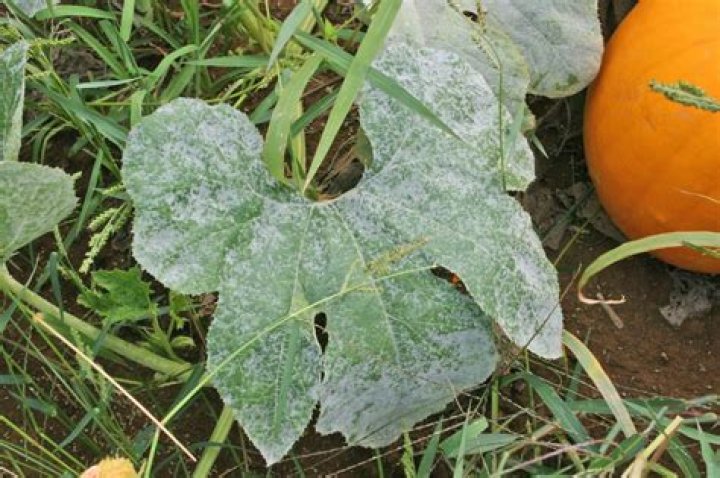 How do you treat fungus on pumpkin plants