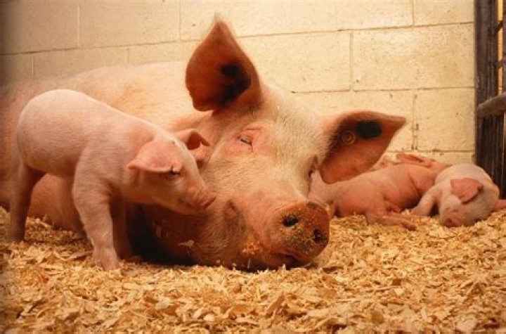 How do you treat Mycoplasma in pigs?