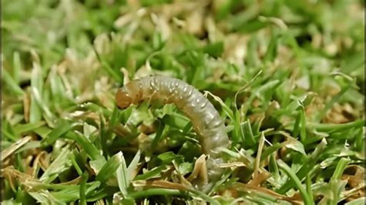 How do you treat sod webworms?