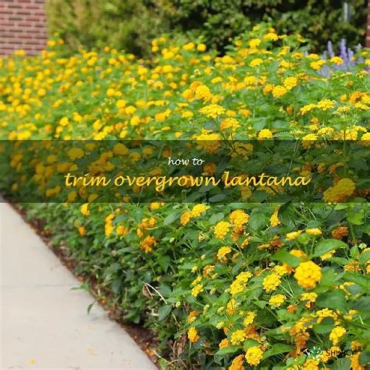 How do you trim overgrown lantana?