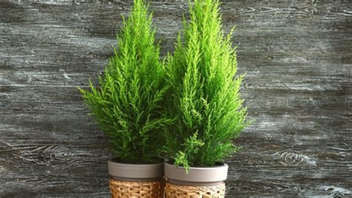 How do you water lemon cypress trees
