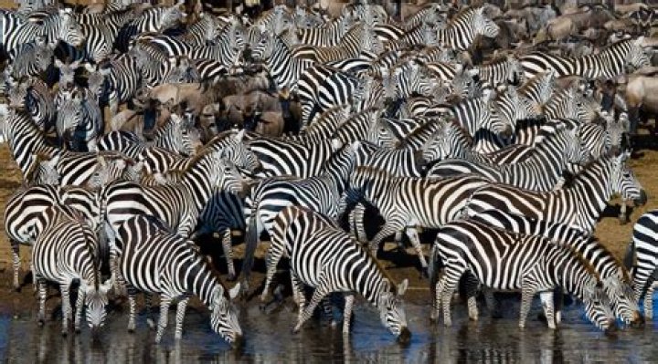 How do zebras survive in winter?