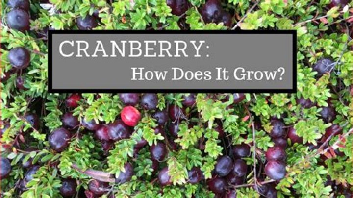 How does a cranberry grow?