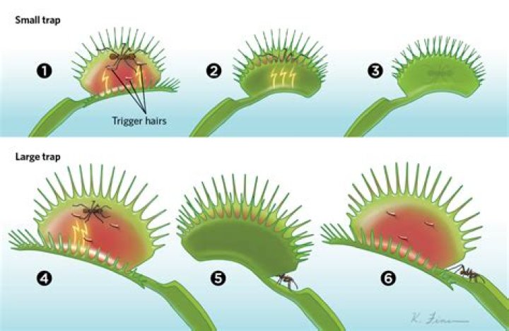 How does a Venus flytrap work