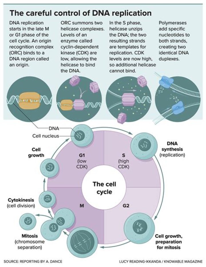 How does DNA replication ensures continuity of form and function?