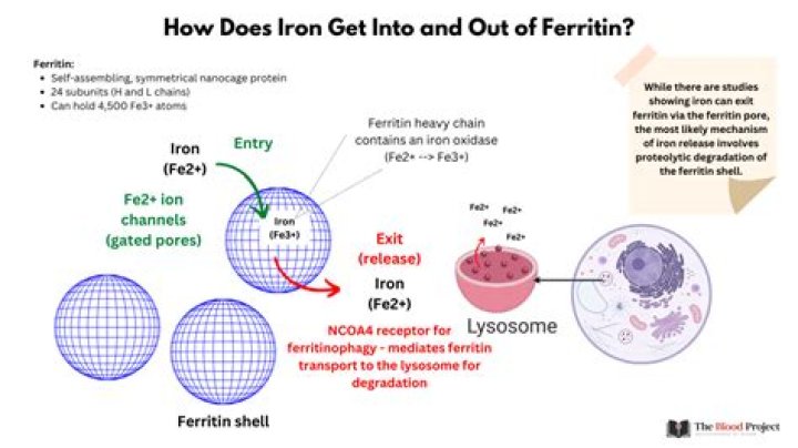 How does ferroportin contribute to maintaining iron levels?