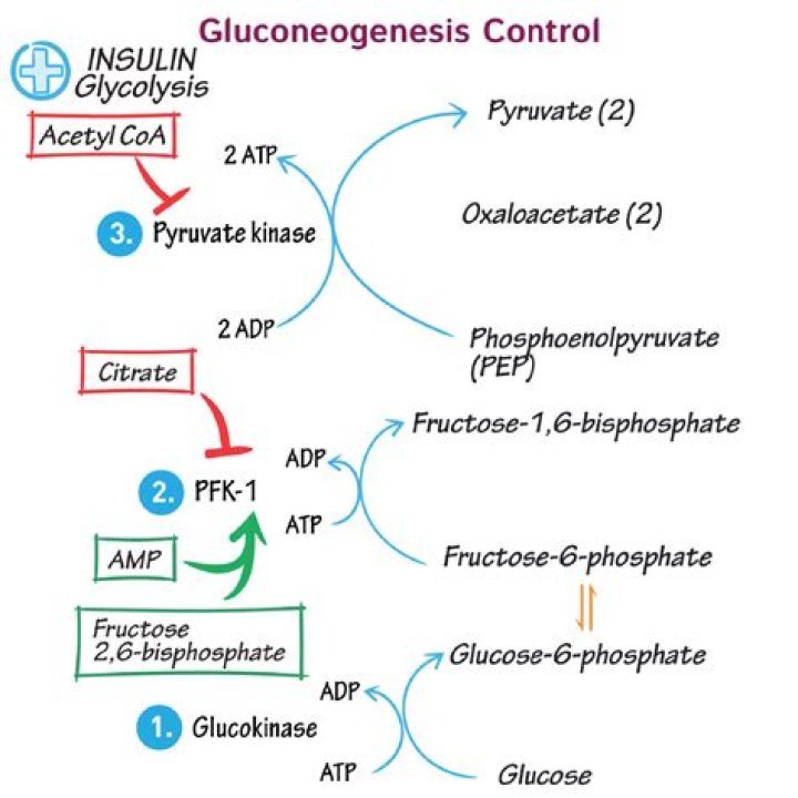 How does glucagon activate gluconeogenesis
