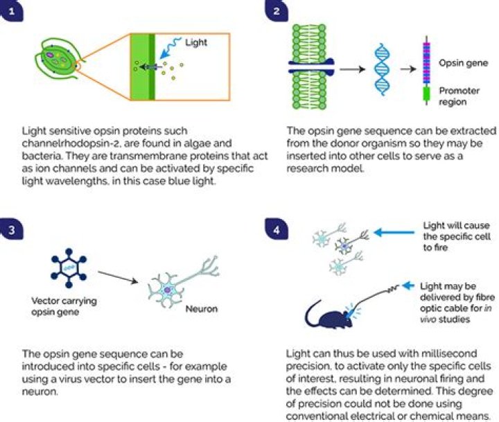 How does optogenetics work?