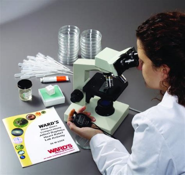 How does temperature affect Daphnia heart rate