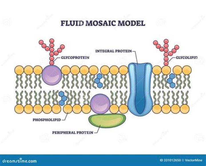 How does the fluid mosaic model describe the structure of the plasma membrane