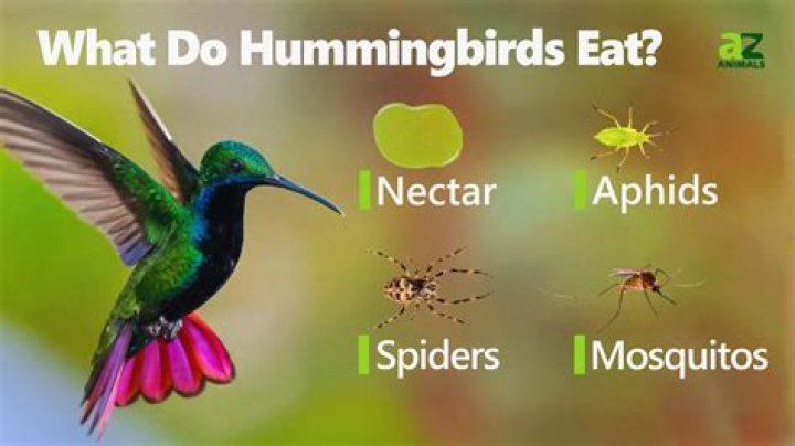 How does the hummingbird eat