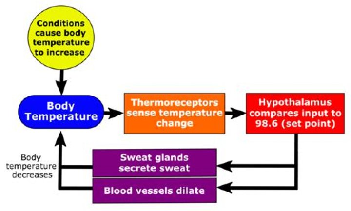 How does the hypothalamus detect body temperature?