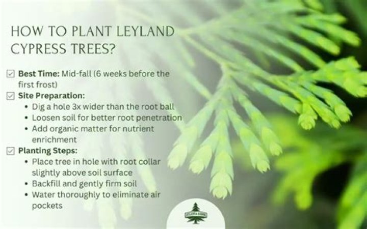 How far do you plant Leyland cypress?