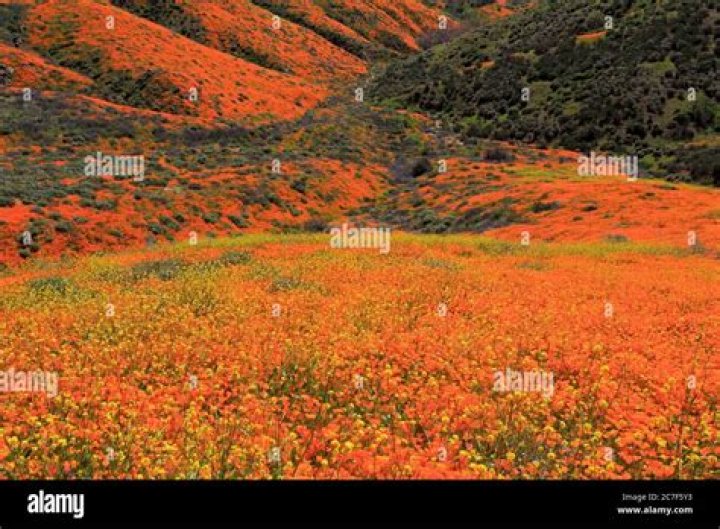 How far is Walker Canyon poppy fields