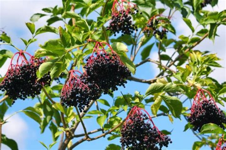 How fast do elderberry bushes grow?
