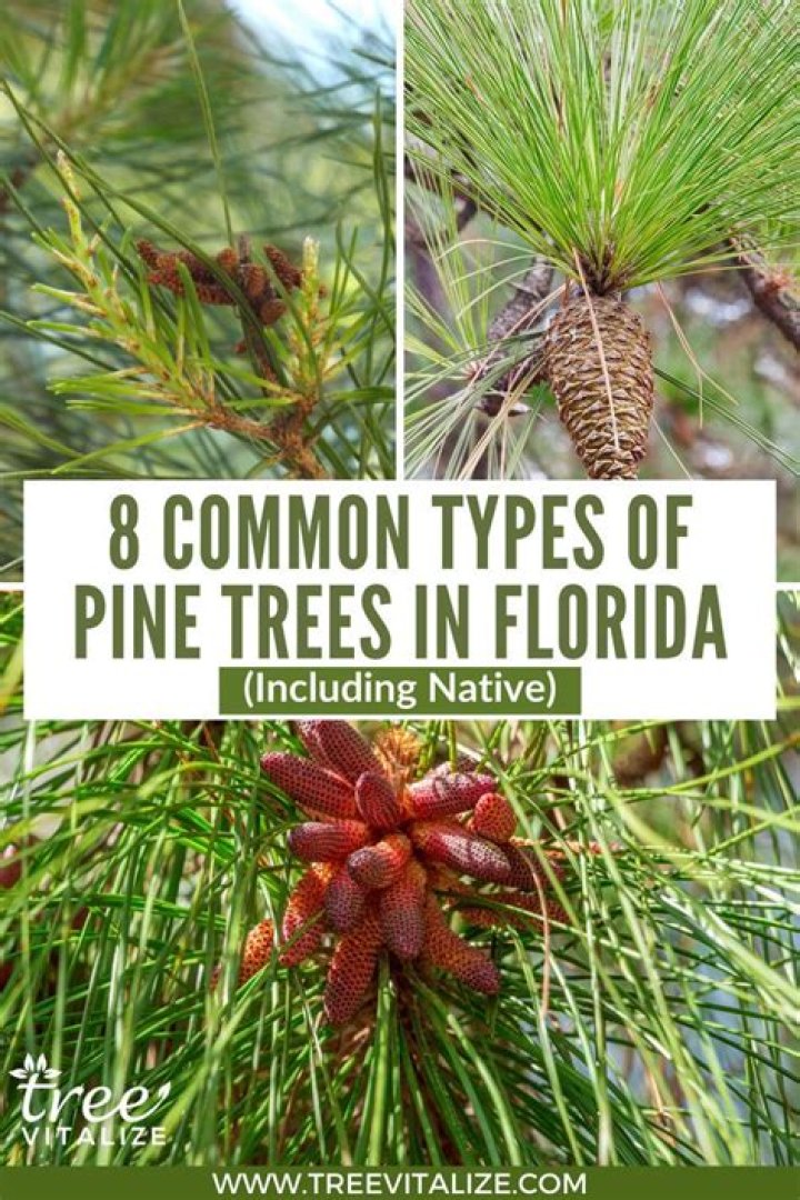 How fast do Florida pine trees grow?